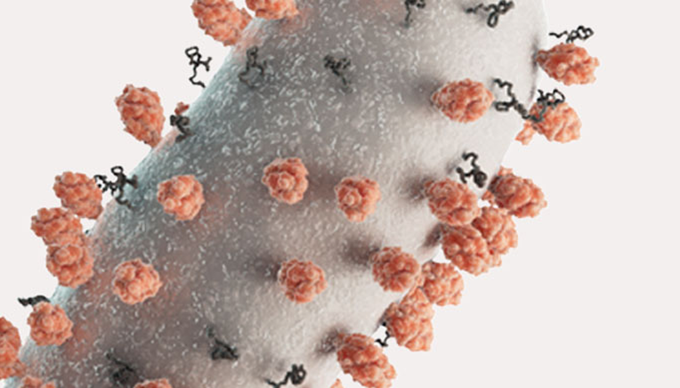 Representation of the respiratory syncytial virus (RSV) Representation of the respiratory syncytial virus (RSV)