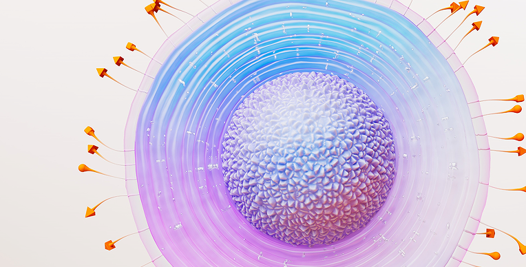 Representation of the varicella zoster virus (VZV) responsible for causing shingles Representation of the varicella zoster virus (VZV) responsible for causing shingles